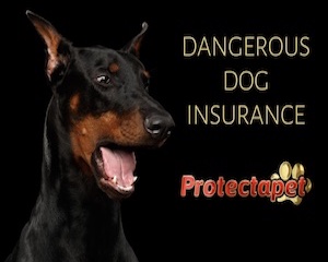 Dangerous Dog Insurance by Protectapet