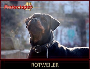 are rottweilers illegal in kuwait